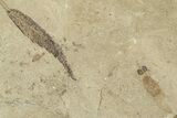 Fossil Leaf with Crane Fly - Green River Formation, Utah #360222-1